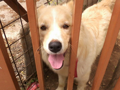 Ένα σπίτι για την Cindy